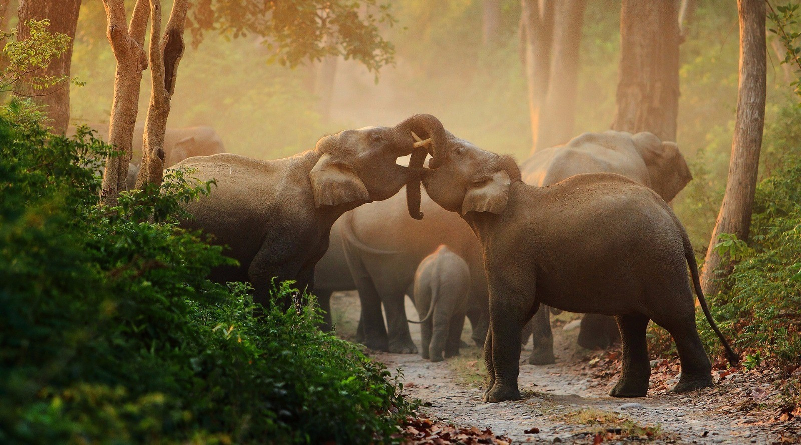 10 Things You Need To Know About Indian Elephants | Nature inFocus