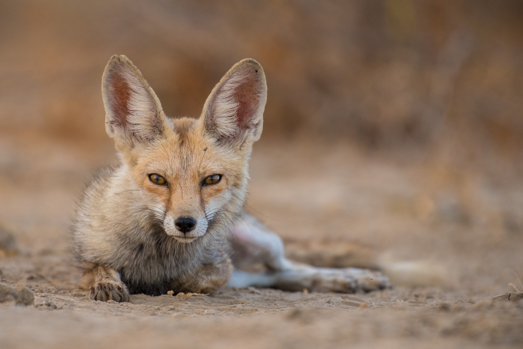 Following The Desert Fox - slide3 | Nature inFocus