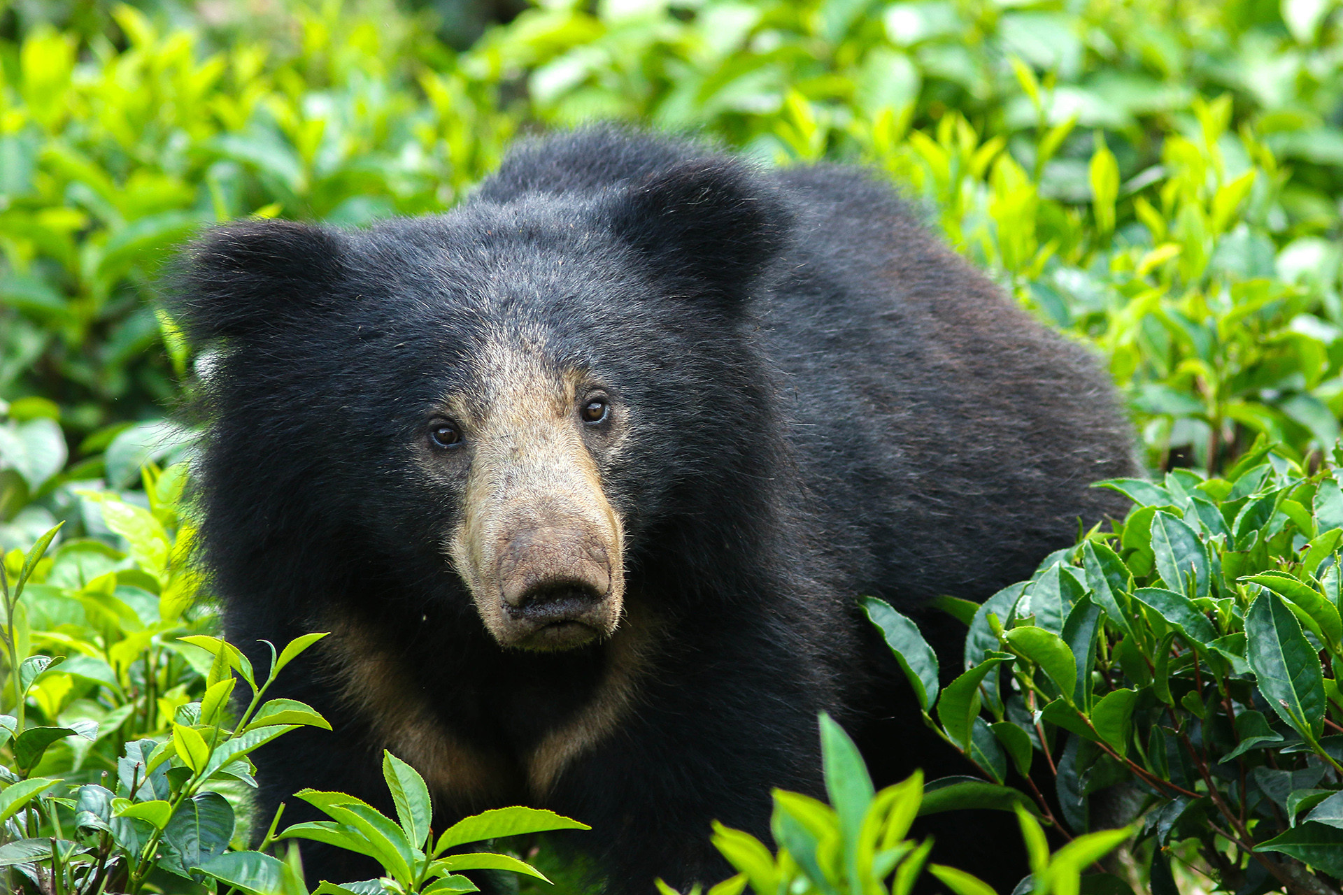 Aggal Sivalingam: Scouting The Blue Mountains | Nature inFocus