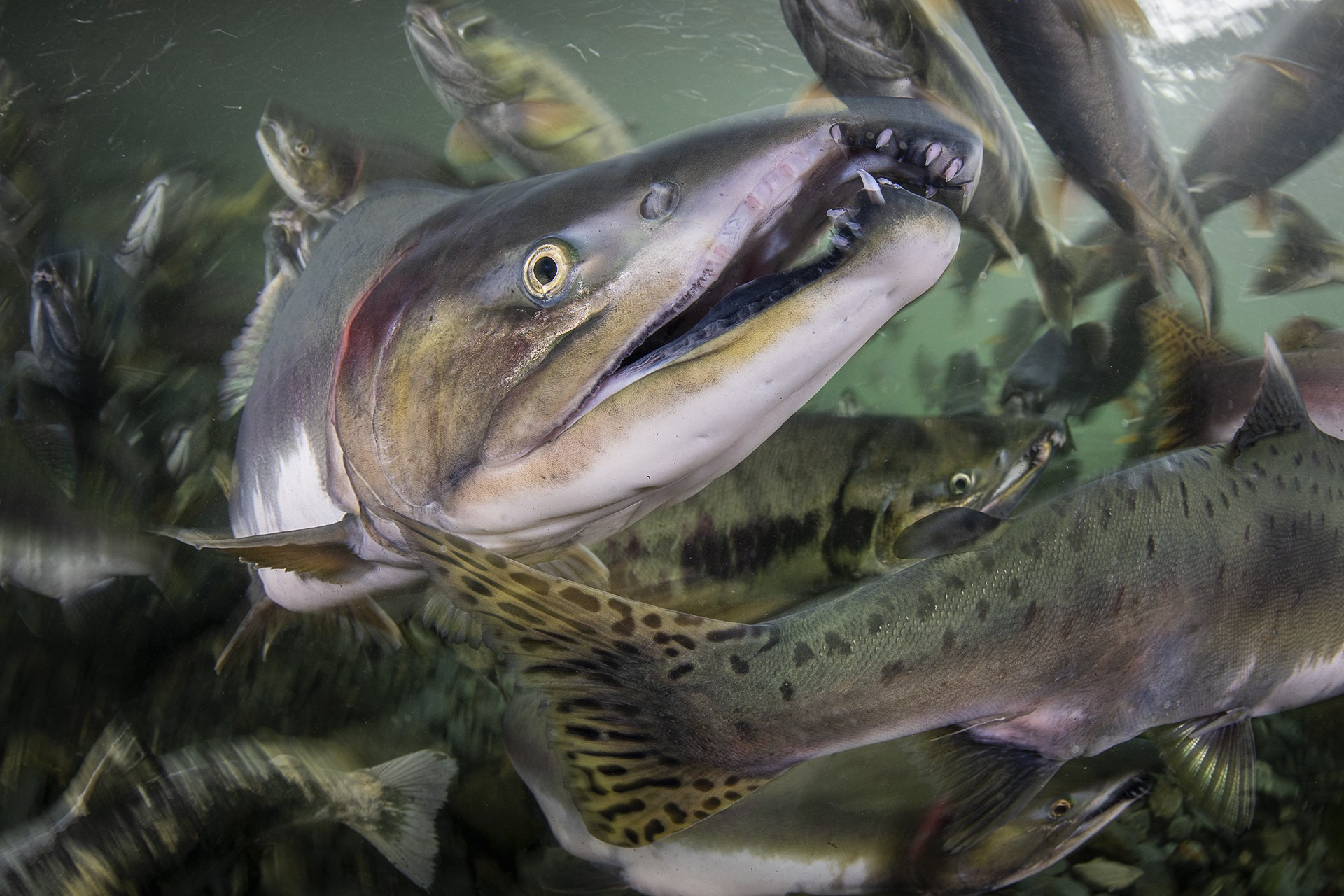 Magnus Lundgren: Winner Of The Special Jury Award, Nature inFocus ...