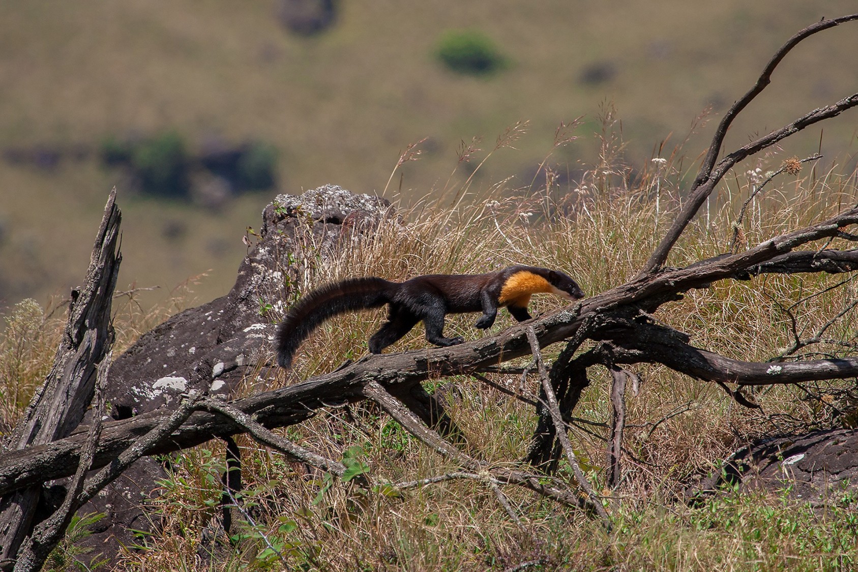 the-mara-naai-of-the-nilgiris-slide6-nature-infocus