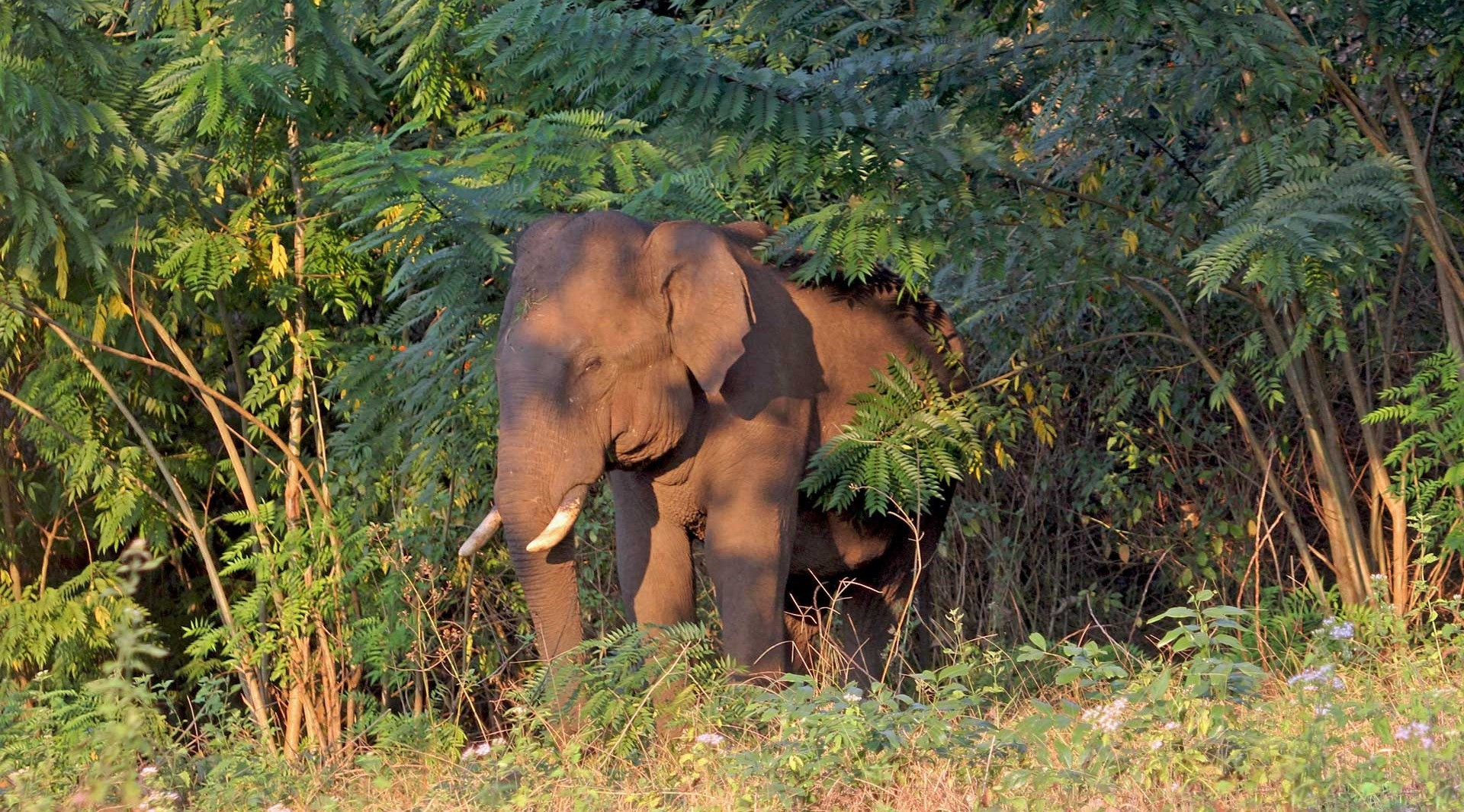 The Ecological Footprint Of Invasive Plants | Nature inFocus