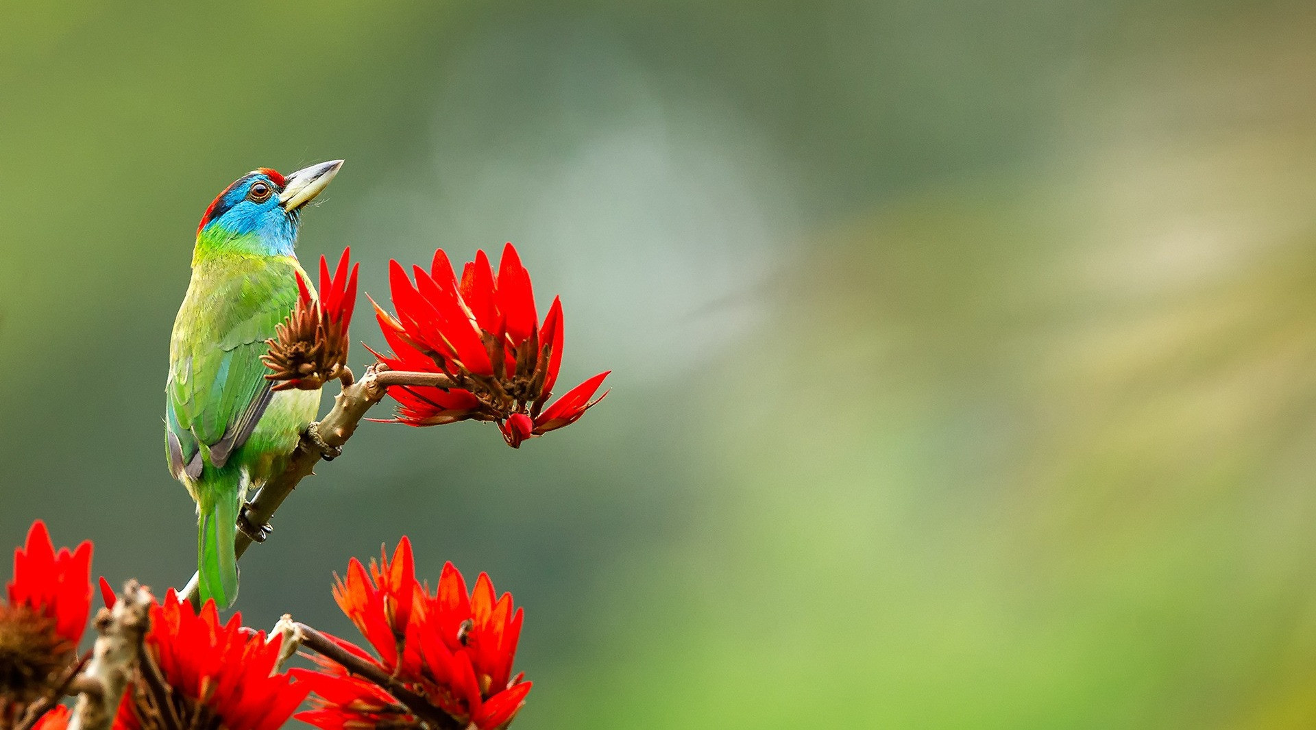 The Barbets Of India | Nature InFocus