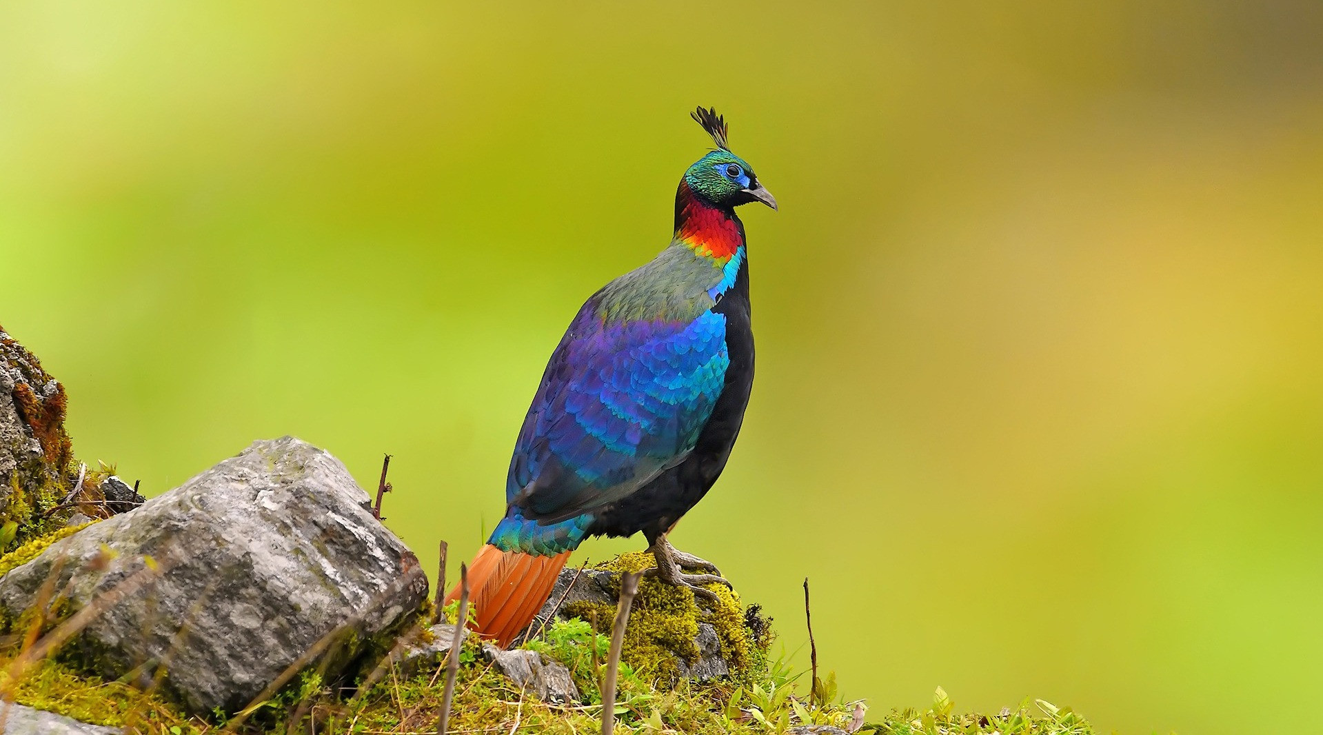 All About The Himalayan Monal | Nature inFocus