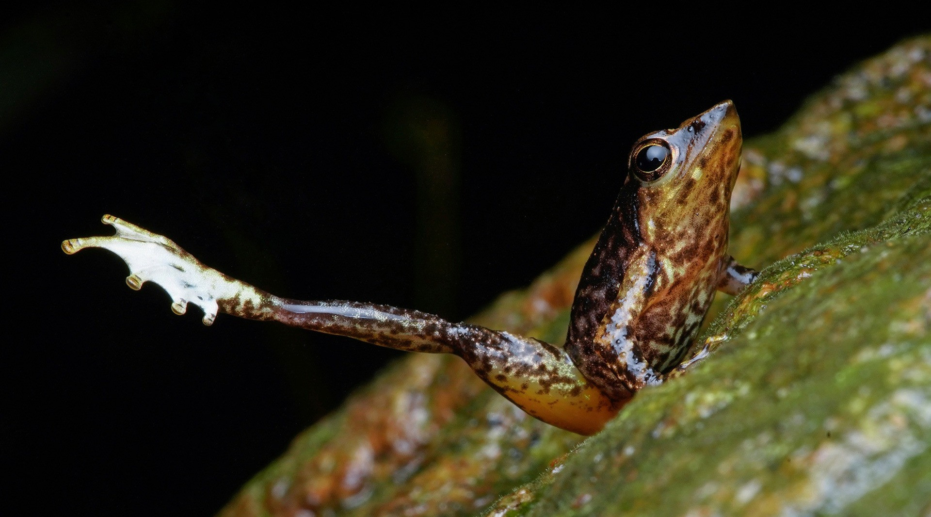 Are The Dancing Frogs Of The Western Ghats On Their Last Legs? | Nature ...