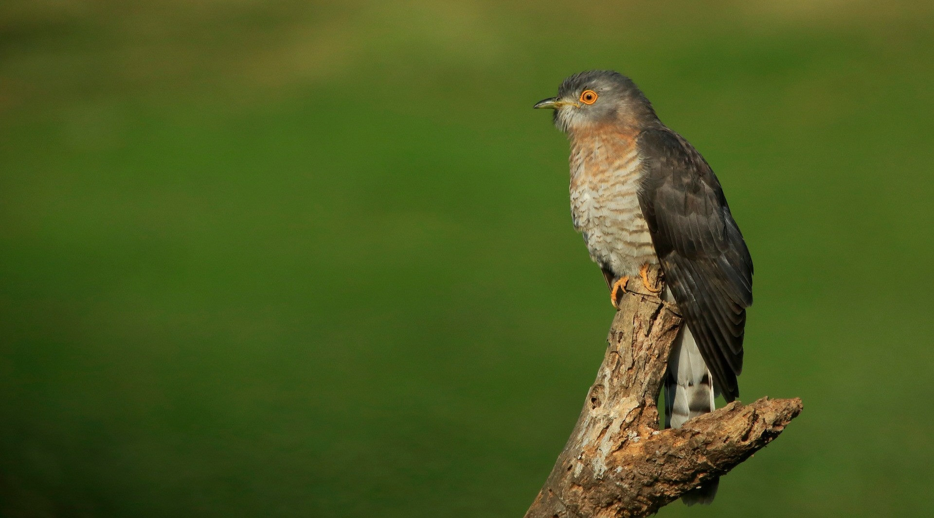 Pooja Choksi, Ecologist | Nature inFocus