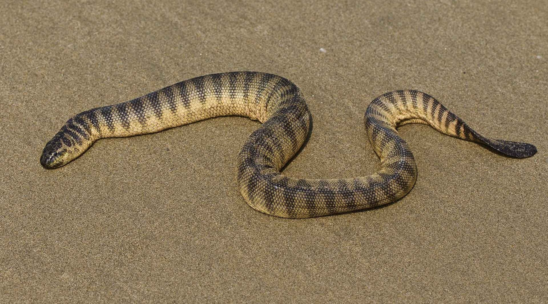 Snakes On A Boat Nature InFocus   1600x1066 1920 SeaSnakes Image 4 