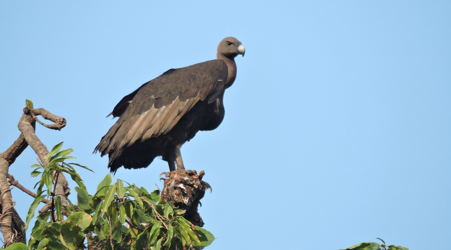 Saving Maharashtra's Vultures From Extinction | Nature inFocus