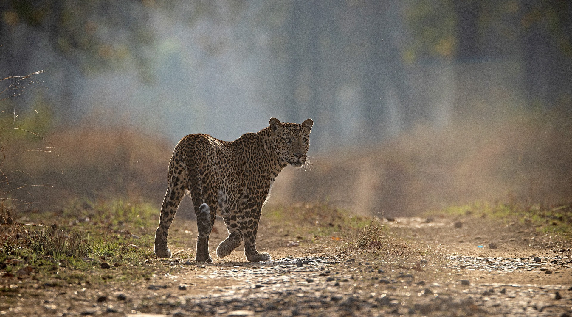 Snapshots From Satpura Tiger Reserve | Nature inFocus