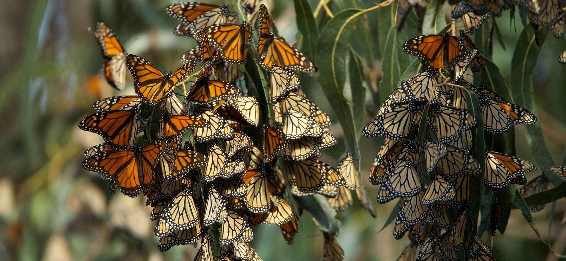 Nature travel, wildlife photography and conservation stories from India ...