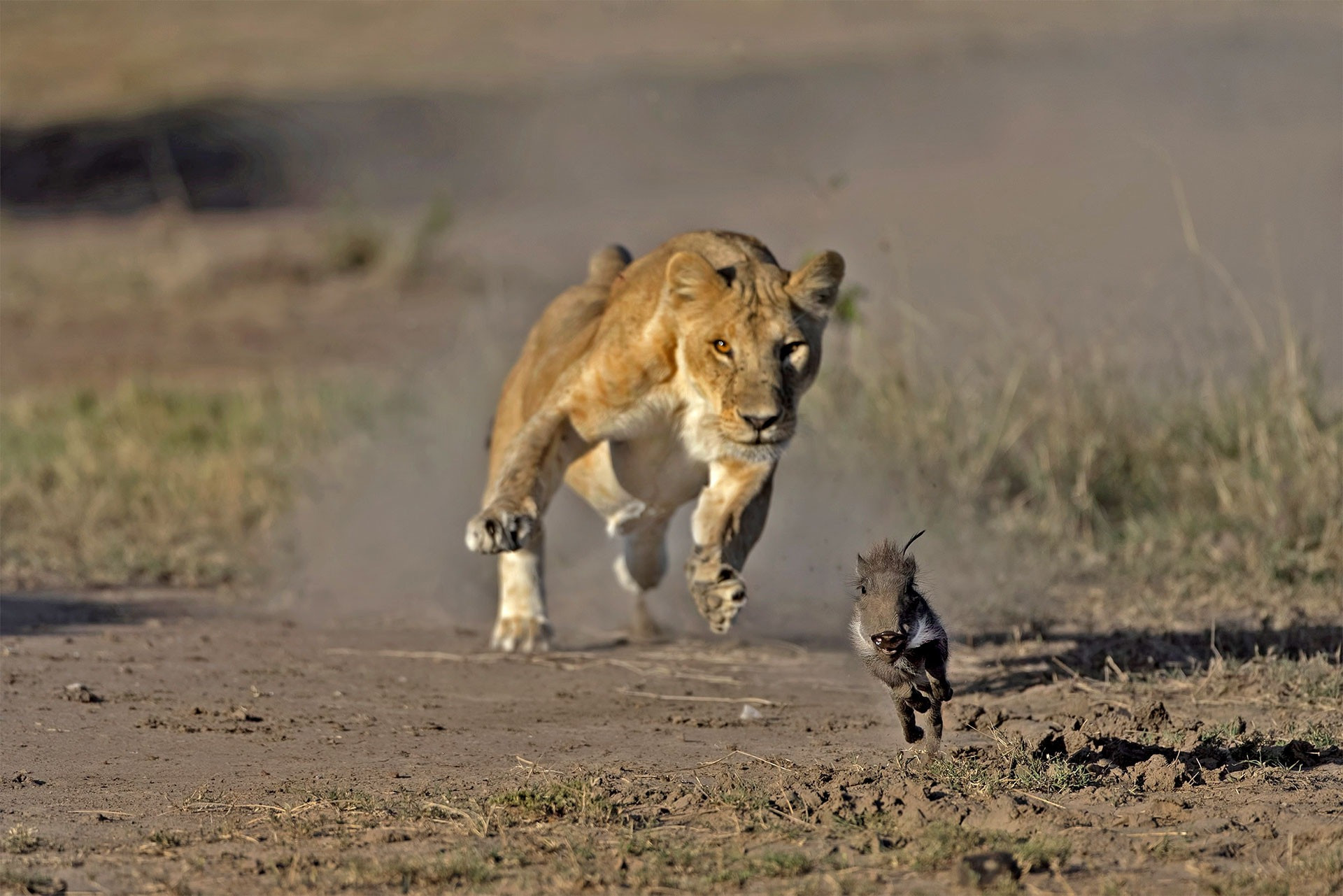 animal chasing prey