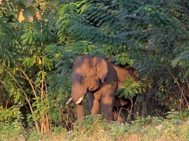 Nature travel, wildlife photography and conservation stories from India ...