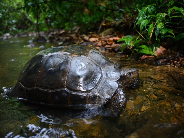 Rewilding The Asian Giant Tortoise In Bangladesh | Nature InFocus