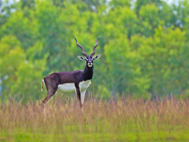 Vetnai | Nature inFocus