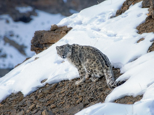 Snow Leopard a.k.a Grey Ghosts of Himalaya are very rare to find.