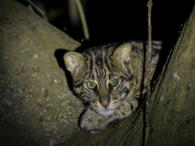 a) Fishing cat, (b) Jungle cat and (c) Rusty-spotted cat recorded in