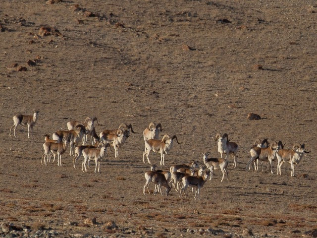 A Wild Sheep Chase | Nature inFocus