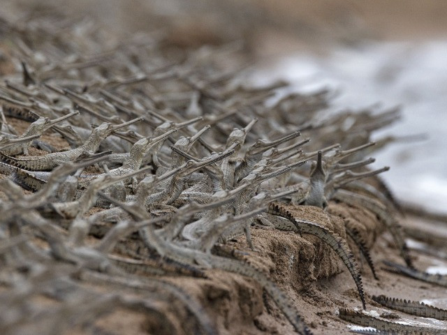 The Gharials Of River Chambal Nature inFocus 