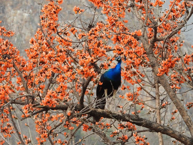 All About The Indian Peafowl