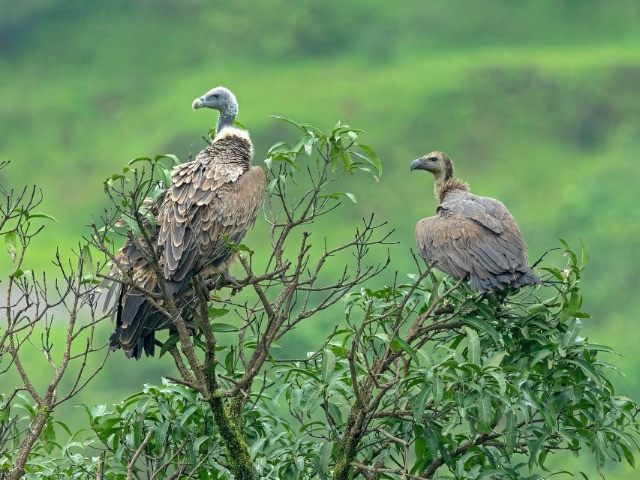 A Complete Guide To The Vultures Of India | Nature InFocus