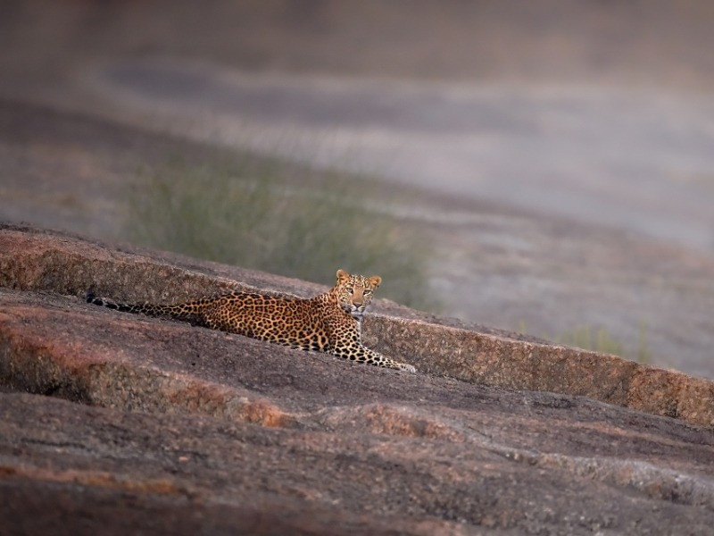 10 Things You Need To Know About Indian Leopards