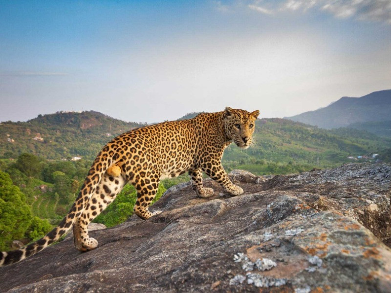10 Things You Need To Know About Indian Leopards