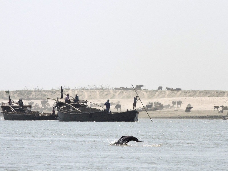 Endangered Gangetic dolphin strays into polluted canal in West