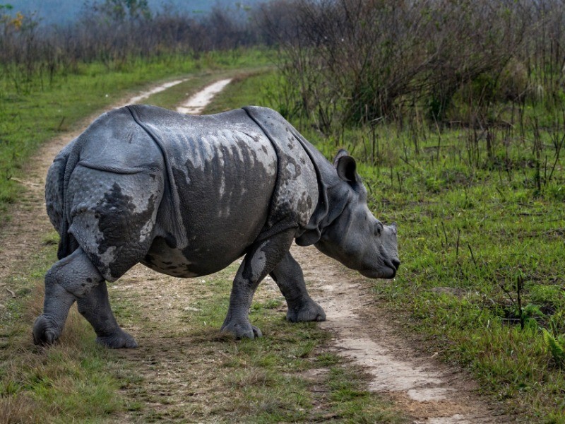 Manas national park by sanctuariesindia - Issuu