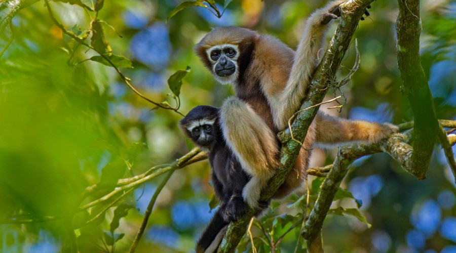 Dehing Patkai | Nature inFocus