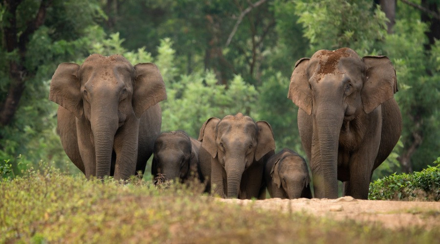 Sharing A Home With The Gentle Giants - Nature InFocus