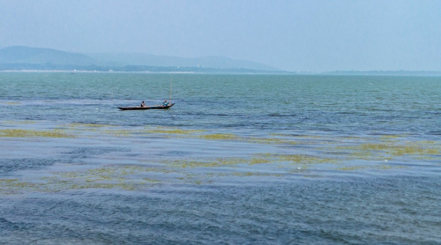 Chilika Lake gets a new ambassador, the Fishing Cat!