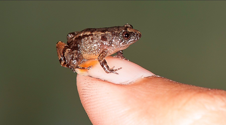 Four New 'Night Frog' Species Discovered From The Western Ghats ...