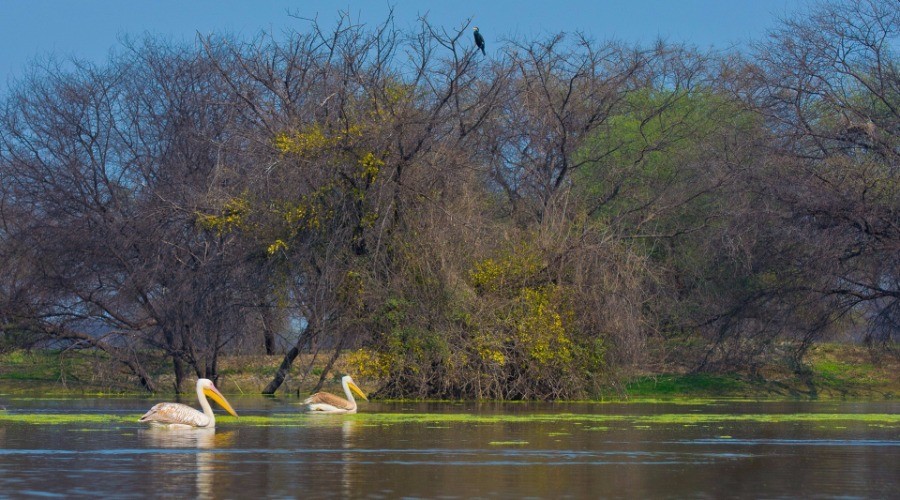 Experiencing the boat safari in Keoladeo National Park