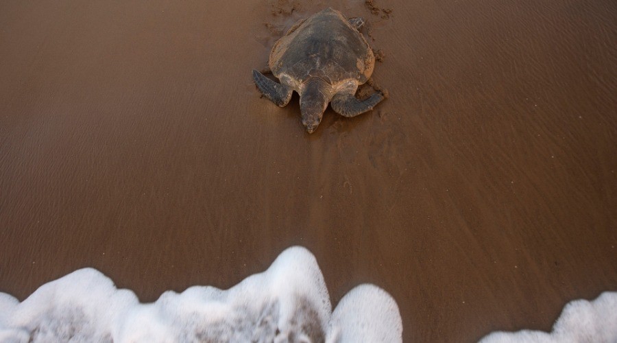 Sea Turtles in Trouble | Nature inFocus