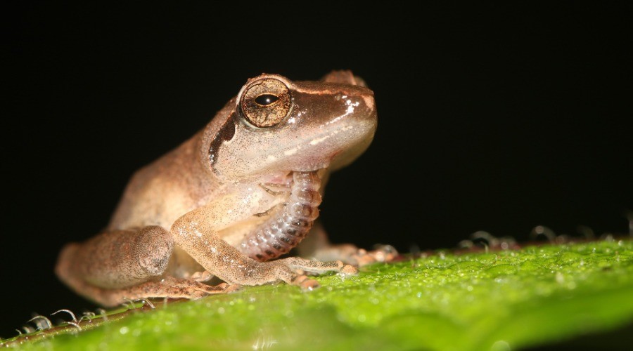 When Predator Turns Prey | Nature inFocus