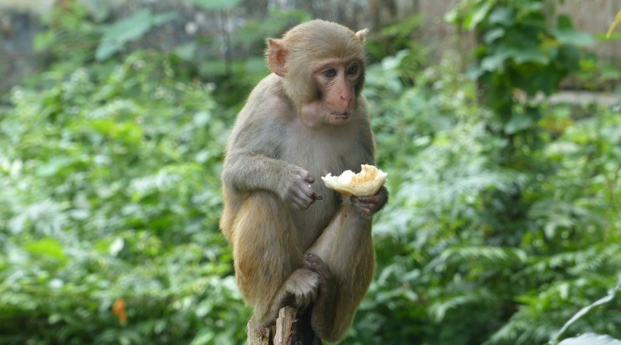 What Monkeys Eat Matters To Our Forests | Nature inFocus