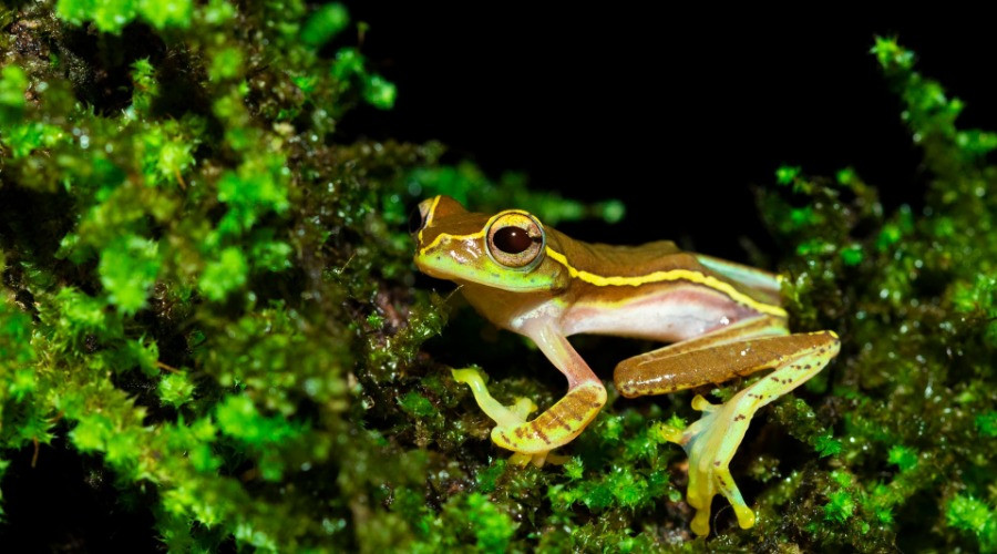 Small gliding frog