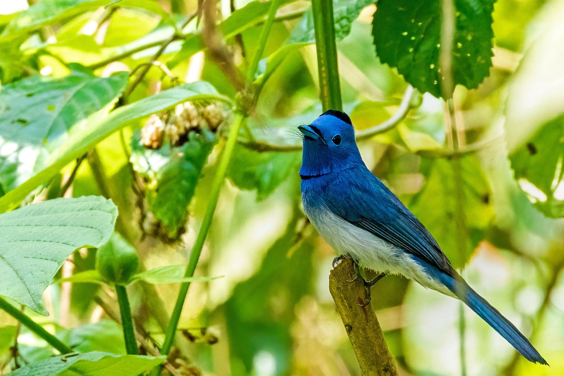 Dehing Patkai | Nature inFocus